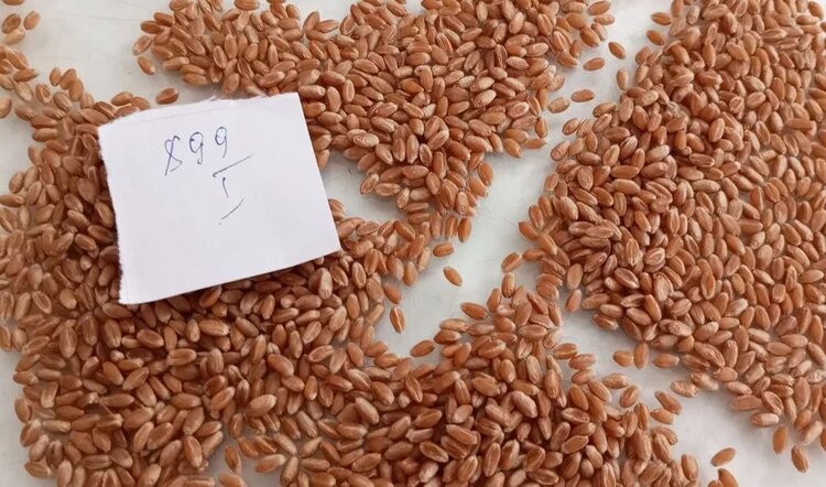 Аграрии ЛНР обеспечены семенами ячменя и гороха к весеннему севу 2026 года