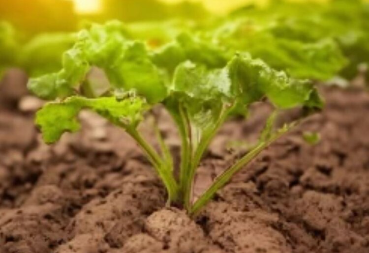 Глобальный «солевой» кризис, сахарная свекла и экзогенный мио-инозитол