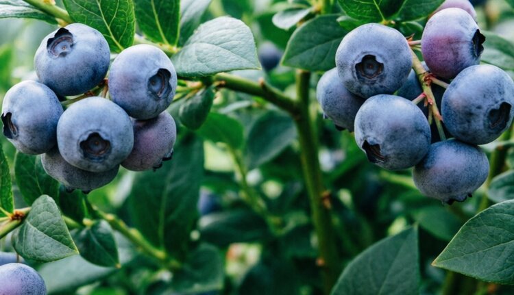 Лекарственное растение-паразит стало лучшим другом голубики - фото