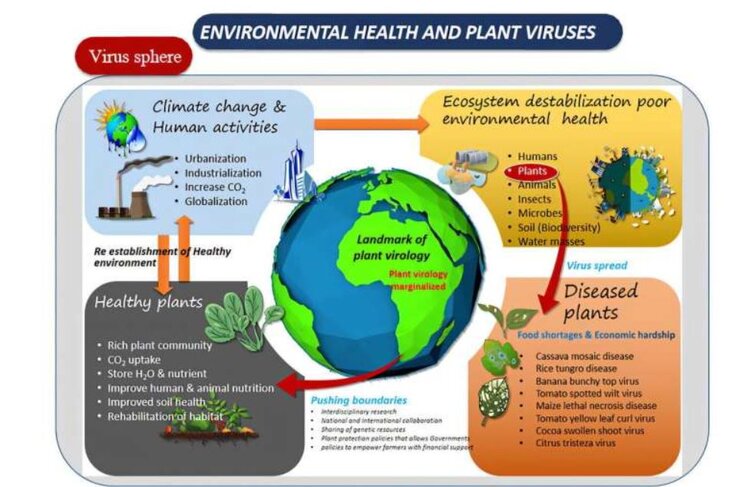 Концепция «Единое здоровье растений» объединяет традиции и технологии для борьбы с болезнями растений в Африке
