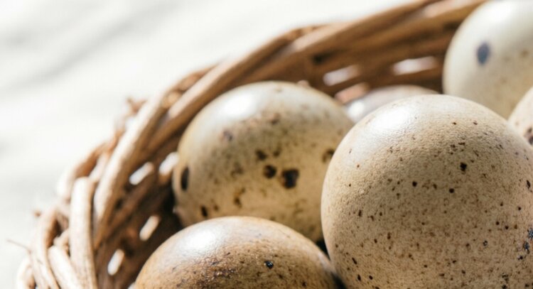 Добавление витаминов С и Е в рацион питания улучшает качество яиц и мяса у японских перепелок-несушек - фото