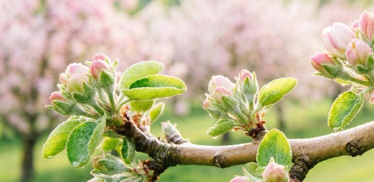 Укол для яблони: как победить яблонно-подорожниковую тлю наверняка - фото