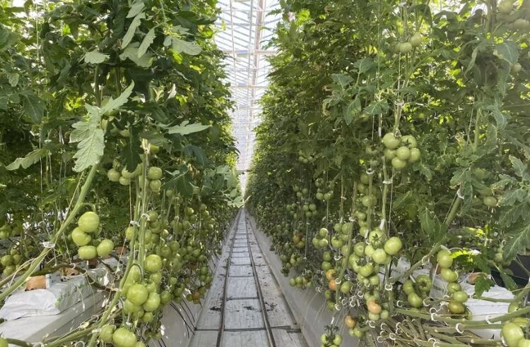 Передовой тепличный комплекс Коми: высокие технологии и полезный урожай