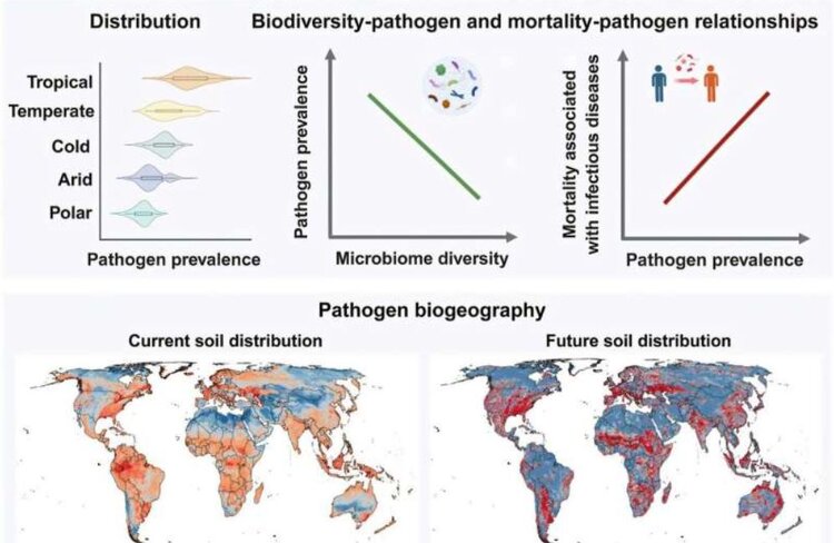 Здоровые и биоразнообразные почвы необходимы для здоровья человека - фото