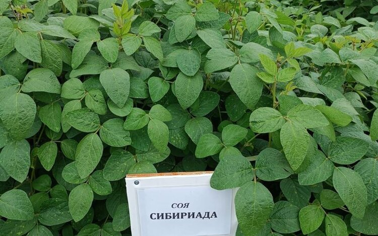 Сибирские семена предложили алтайским аграриям