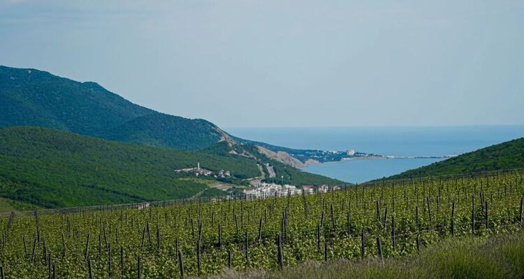 35 виноделен Краснодарского края приглашают туристов в гости