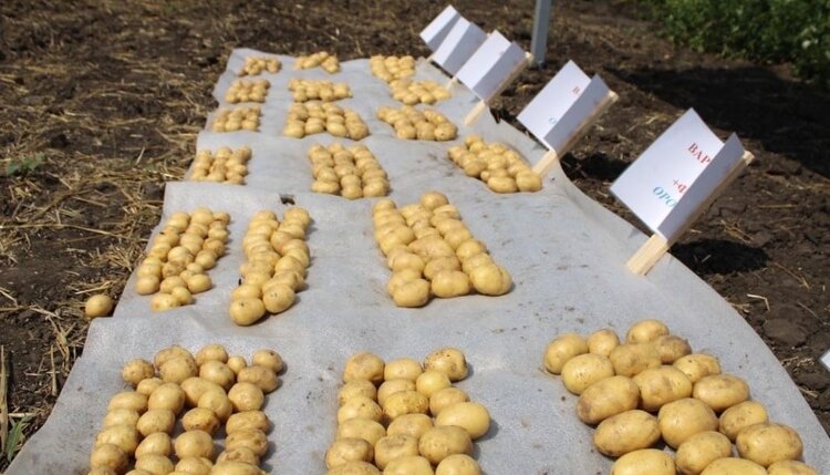 Самарские селекционеры создали больше сортов, чем планировали