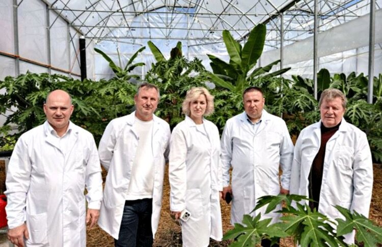 Первый урожай сочинских бананов соберут уже через месяц