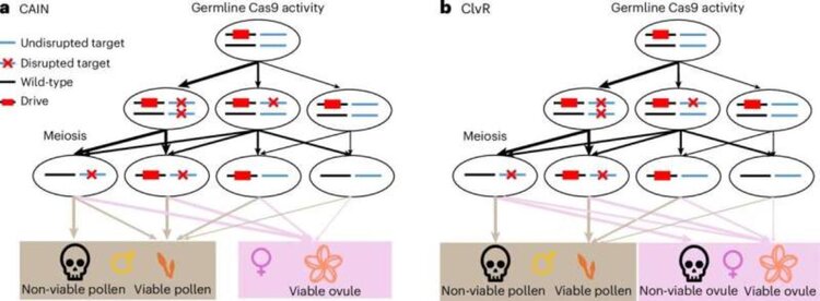 В борьбе с сорняками исследуют супероружие – генный драйв  - фото