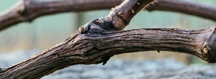 Первая обработка раскрытого винограда: почему железный купорос, а не медный - фото