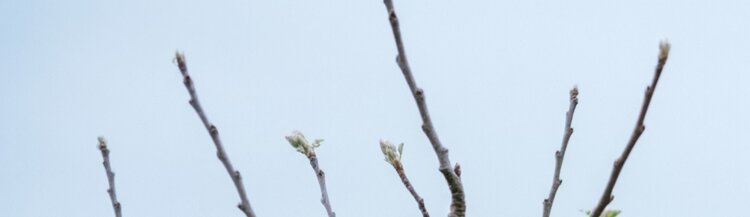 Первая подкормка яблони весной - фото