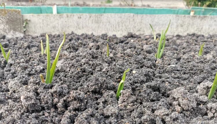 Чем подкормить озимый чеснок весной для хорошего урожая - фото