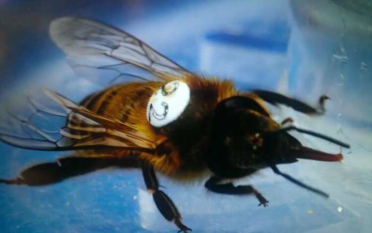 Как распространенный гербицид влияет на мозг и поведение медоносных пчел - фото