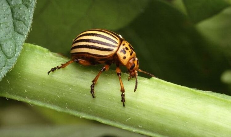 Колорадский жук выигрывает от изменения климата - фото