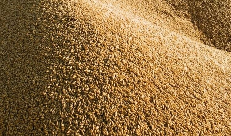 Без мочевины урожай зерна Западной Австралии рухнет с рекордных 27 до 15 млн тонн - фото