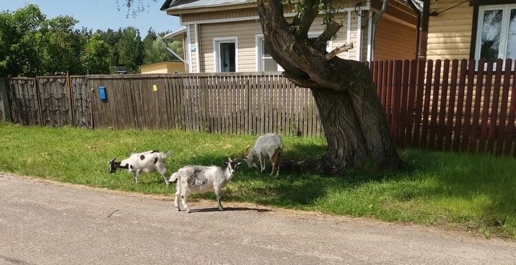 Как защитить козу от клещей