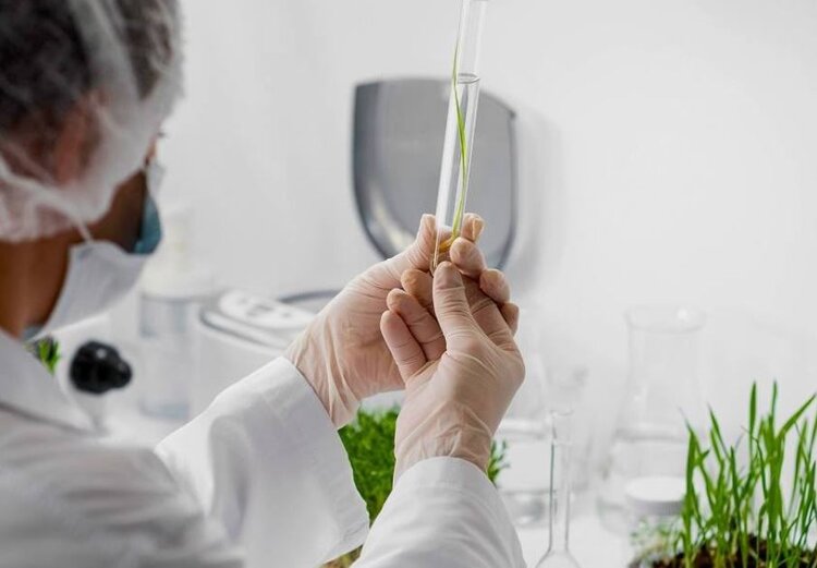 Когда делать первую листовую диагностику озимой пшеницы