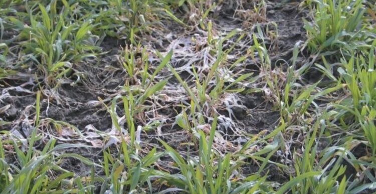 Снежная плесень на озимых - постоянная проблема полей Чувашии