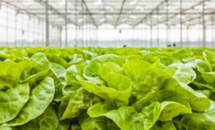 В круглогодичных теплицах Липецкой области собирают в 2 раза больше урожая с квадратного метра, чем в обычных