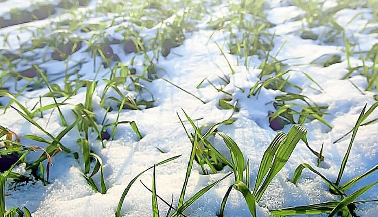 Вологодские озимые под урожай 2026 перезимовали без проблем 