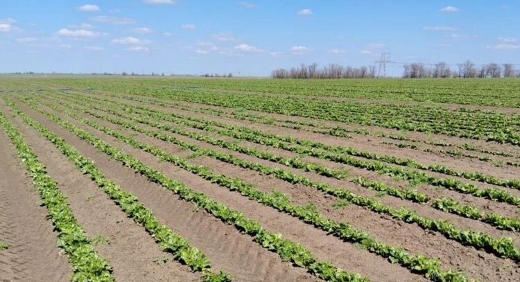 Крым наращивает производство семян сахарной свеклы со ставкой на отечественные гибриды