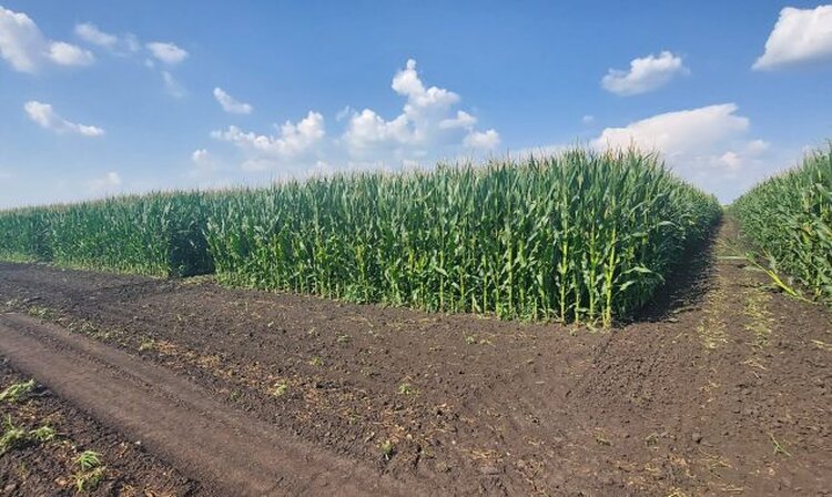 В Липецкой области на гибридах кукурузы успешно испытали удобрения ЕвроХима