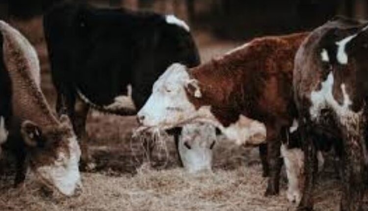 За ввоз скота без документов грозит штраф до 500 тысяч рублей