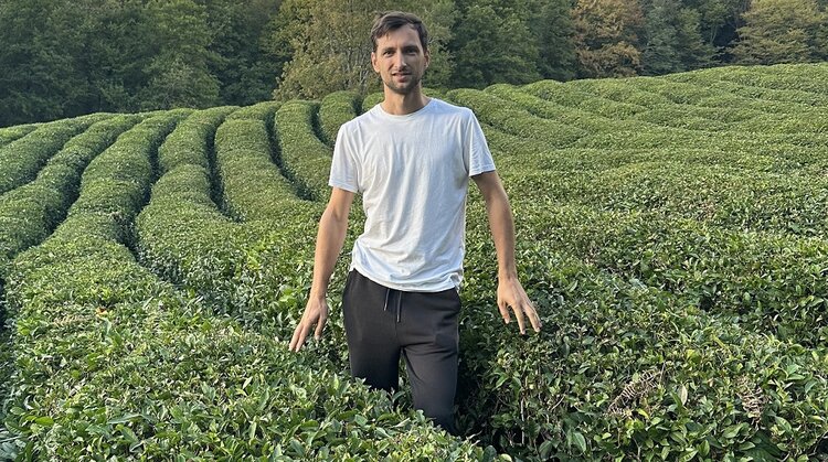 Российский чайный ренессанс: сочинские плантации готовятся к масштабному обновлению