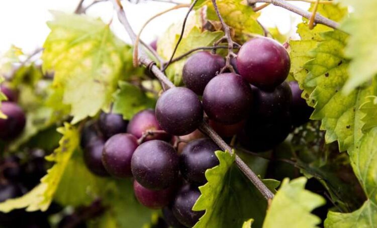 Генетический рентген для бессемянного винограда: ученые «видят» вкус и тип за годы до первого урожая - фото