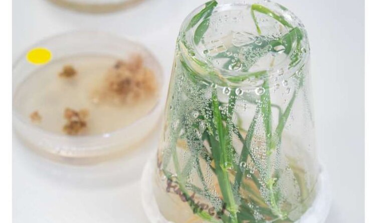 Ученые нашли ген, который заставит корни зерновых «бурить» землю в поисках воды - фото