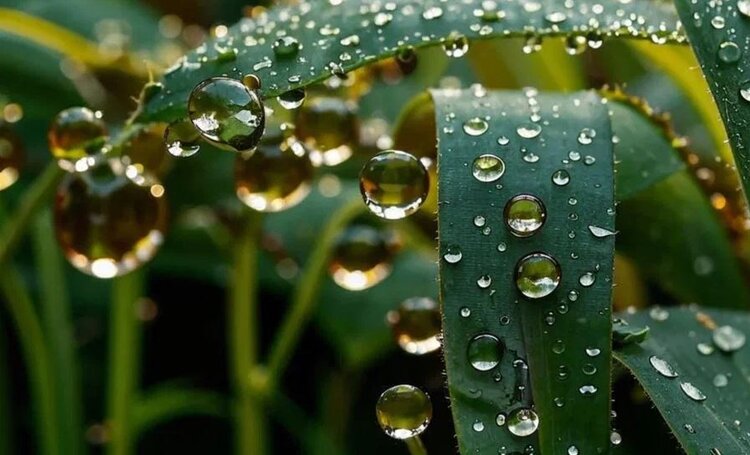 Биопрепаратам для растений предстоит решить вопросы с ценой и доступностью сырья - фото