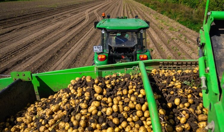 Подмосковный производитель картофеля будет сам перерабатывать урожай