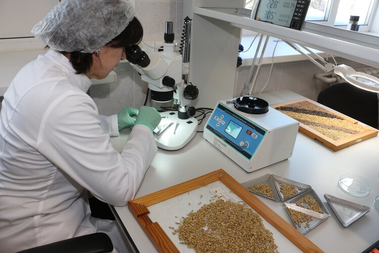 Башкортостан увеличил поставку зерна и его продукции на внутренний рынок России - фото