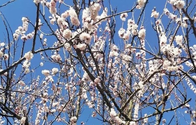 Хрупкая красота весны: как холода на Донбассе влияют на цветение абрикосов