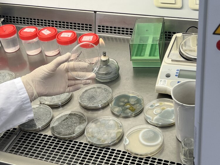 Микотический аборт у КРС: что это такое - фото