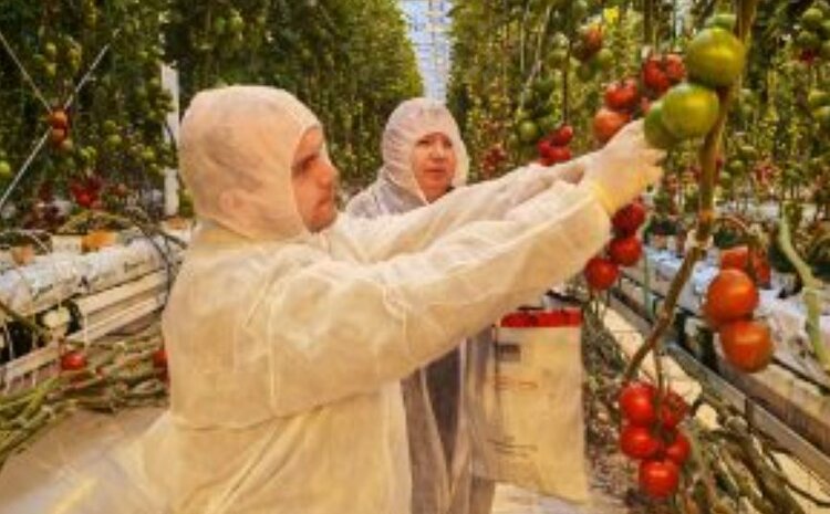 Россельхознадзор начал масштабный фитомониторинг в Рязанской области - фото