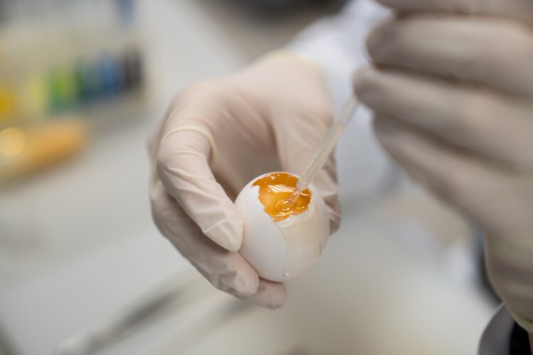 Как выбрать куриные яйца к Пасхе: подробный гид от Брянской испытательной лаборатории ВНИИЗЖ - фото