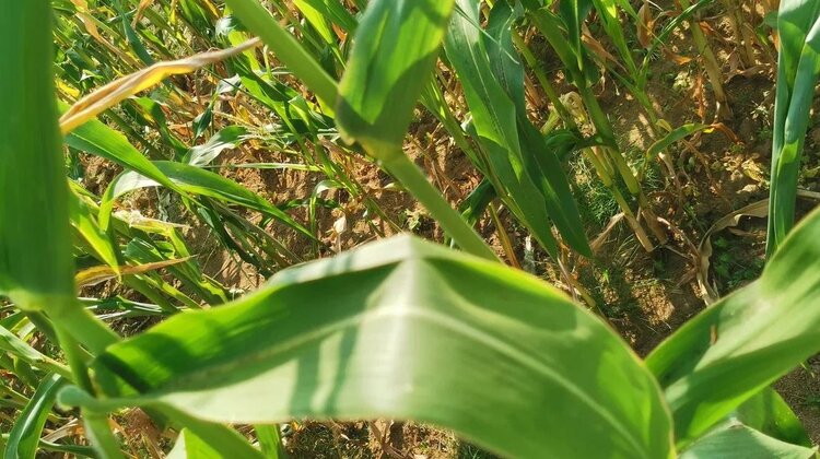 Высокие цены на азотные удобрения в Канаде стимулируют переход к новым технологиям - фото