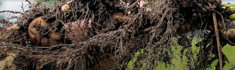 Семеноводы картофеля в Нидерландах ждут изъятия ряда важнейших СЗР - фото