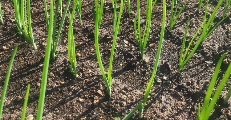 Как подготовить грядку под лук севок быстро и хорошо - фото