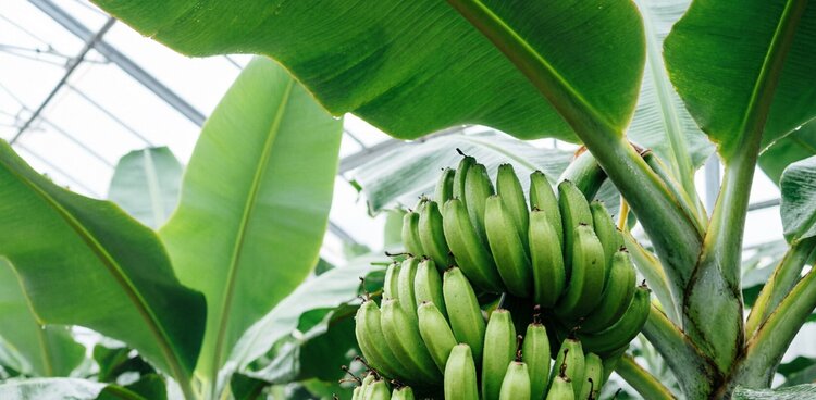 Появятся ли в Новороссии банановые теплицы?