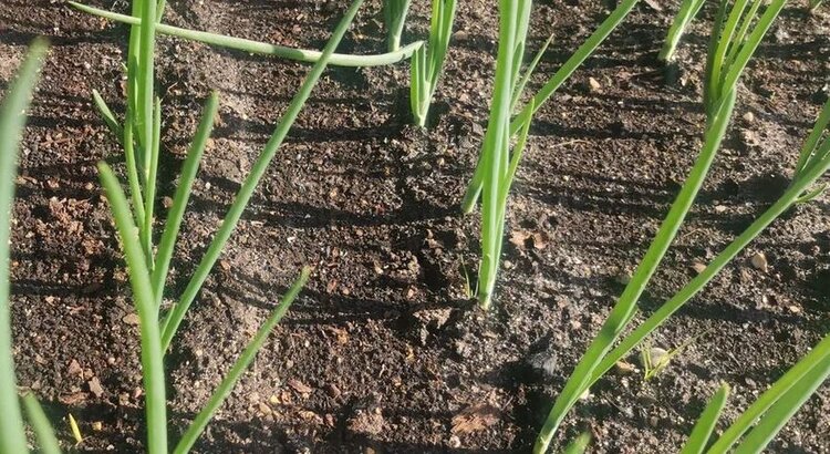 Чем подкормить озимый лук весной - фото