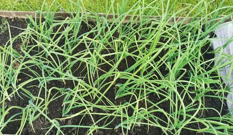 Нашатырь для лука – работает или нет? - фото