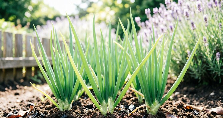 Лук шалот севок: в чем отличие от репчатого брата и полный курс по выращиванию - фото