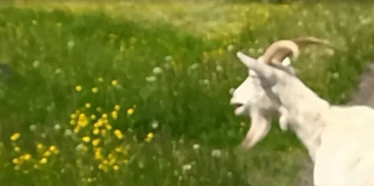 Перевод козы на свежую траву весной: важные моменты