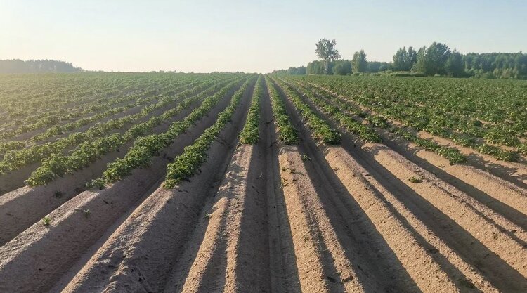 Калужская область — среди лидеров ЦФО по цифровизации сельского хозяйства