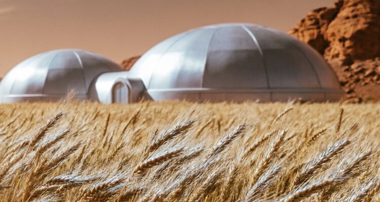 Космическая пшеница, салат и виноград. Как вырастить еду в космосе