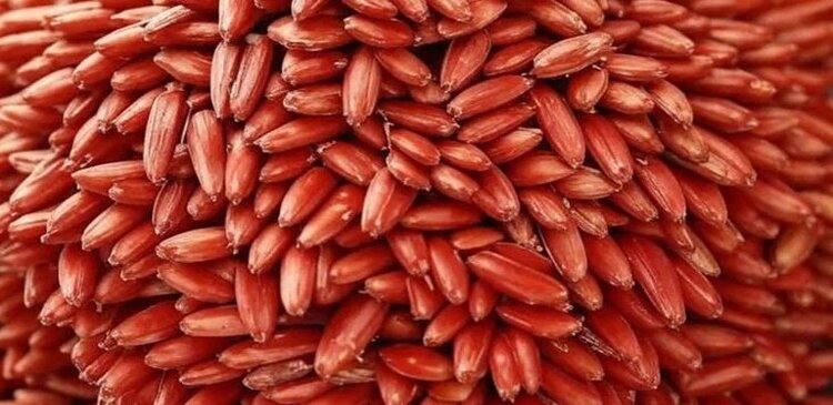 Забайкальским аграриям посоветовали провести протравку семян для ярового сева в 2026 году - фото