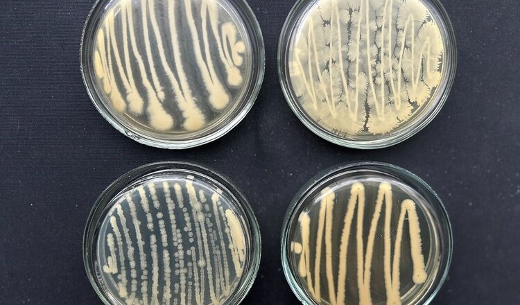 Антагонистов фузариозной корневой гнили ищут ученые СФНЦА РАН - фото