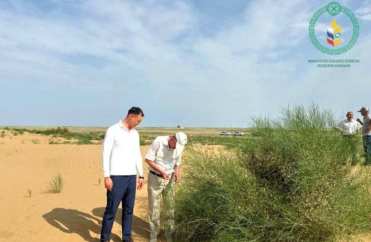 Вопрос с опустыниванием земель в Калмыкии требует изменений в федеральном законодательстве - фото